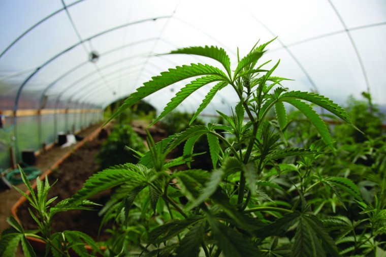 In this photo taken May 13, 2009 marijuana grown for medical purposes is shown inside a greenhouse at a farm in Potter Valley, Calif. In the mountain forests along Californias North Coast, refugees from San Franciscos Summer of Love have spent four decades hiding from the law as they tended some of the worlds most fabled marijuana gardens. After all those years, several statewide efforts to legalize marijuana could finally let those growers come out into the light. But at a community meeting in the heart of Northern California pot country on Tuesday, many growers said they were more worried about the cost of legalization to their bottom lines than about any federal raid. (AP Photo/Eric Risberg)