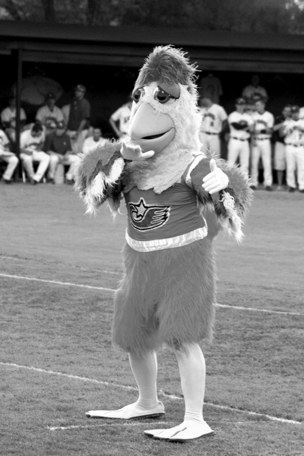 The famous San Diego Chicken character, played by Ted Giannoulas, does a dance while entertaining fans during a Lions baseball game at Mike Lane Field. The mascot signed autographs during the game and performed some on-field hijinks.