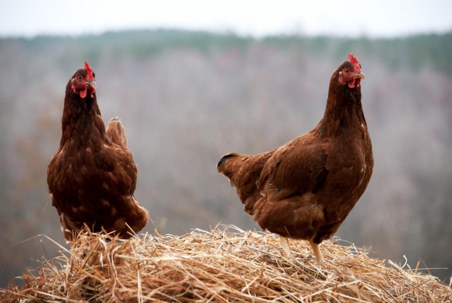 The pungent odor smelled throughout Florence last week was most likely caused by farmers spreading chicken litter on local farms, said Outside Sales Manager Ronnie Behel of the Lauderdale County Co-Op.