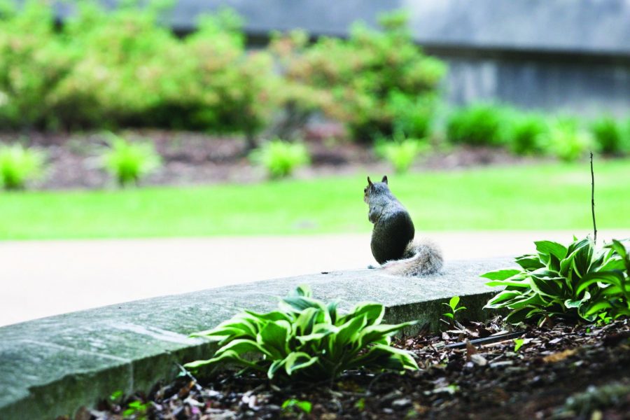 A squirrel sits on a ledge outside Willingham Hall. The squirrels are a frequent site across campus.