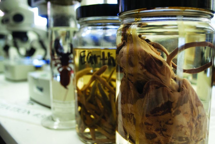 A squid, some earthworms, and a scorpion live inside jars within Floyd Halls science labs.