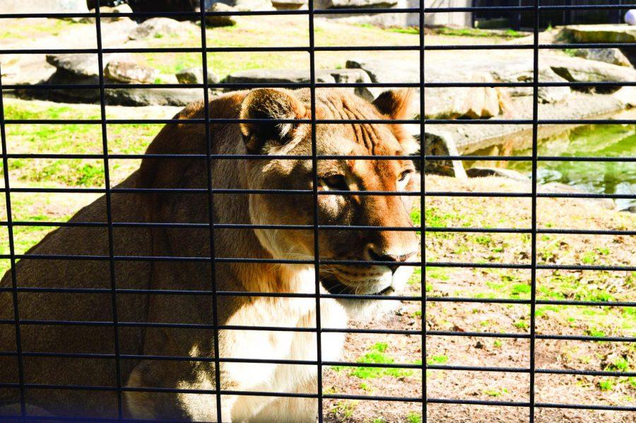 A concern of housing wild animals in habitats includes finding enjoyment in enclosures. However, on our own campus, Leo III and Una recieve toys as well as a sense of family, said caretaker Anne Howard.