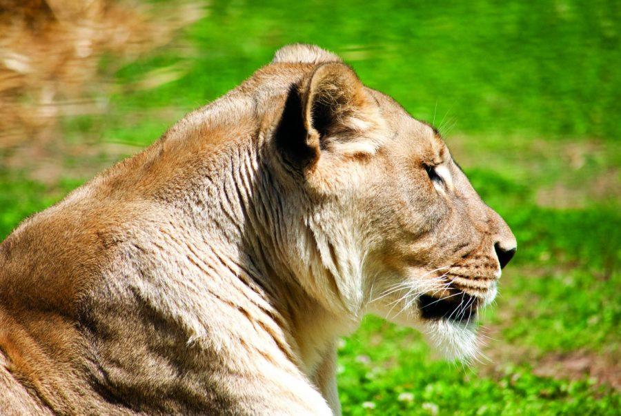 Leo the lion sits in his lion habitat