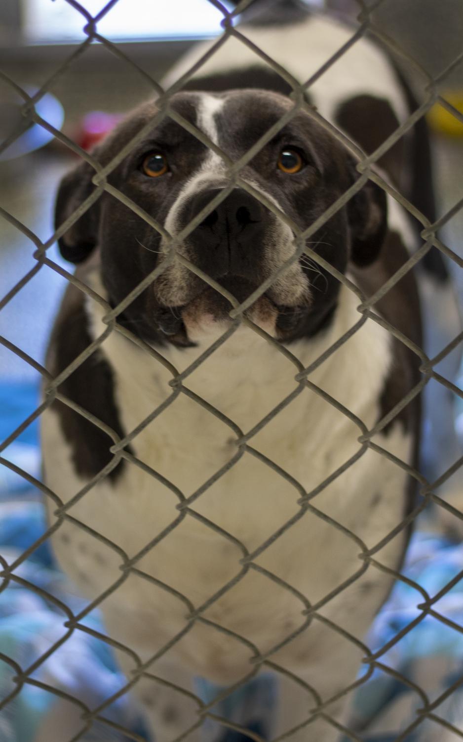 Lauderdale county hot sale animal shelter