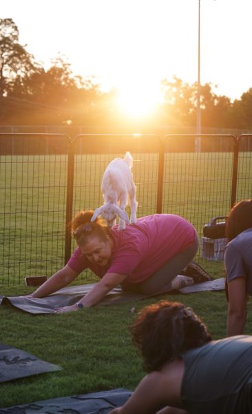 UPC hosts Sunset Goat Yoga