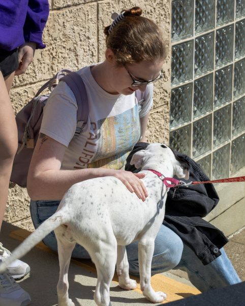 Therapy dogs bring comfort to campus